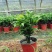 竹柏盆栽室内客厅桌面四季青清香型植物净化空气吸甲醛驱蚊虫