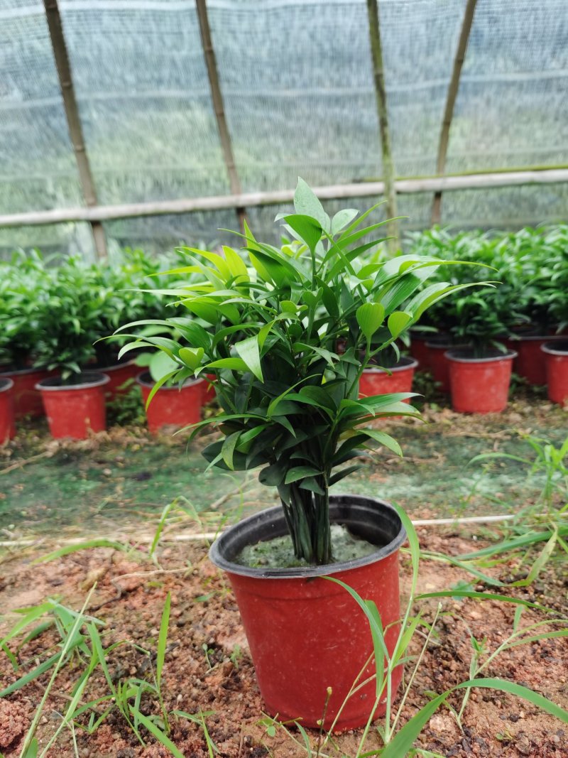 竹柏盆栽室内客厅桌面四季青清香型植物净化空气吸甲醛驱蚊虫