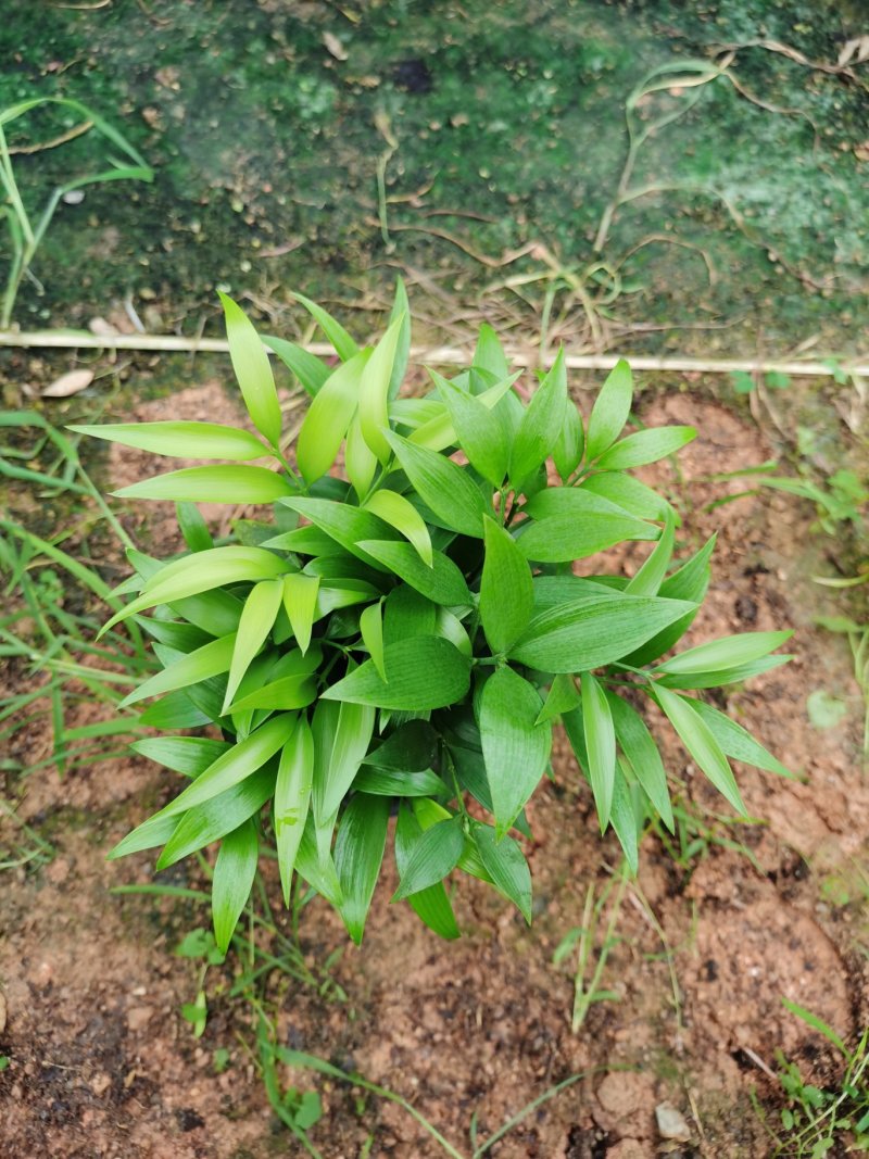 竹柏盆栽室内客厅桌面四季青清香型植物净化空气吸甲醛驱蚊虫