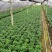 竹柏盆栽室内客厅桌面四季青清香型植物净化空气吸甲醛驱蚊虫
