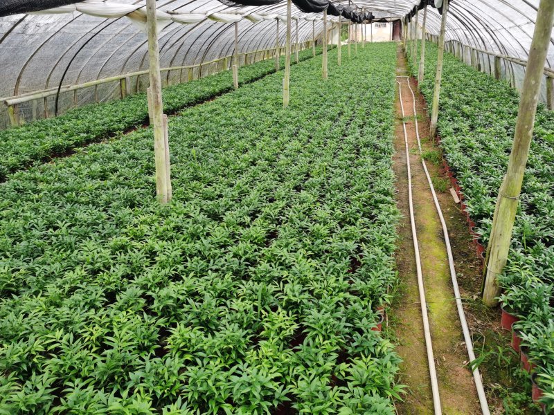 竹柏盆栽室内客厅桌面四季青清香型植物净化空气吸甲醛驱蚊虫
