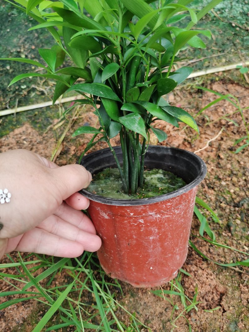 竹柏盆栽室内客厅桌面四季青清香型植物净化空气吸甲醛驱蚊虫
