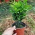 竹柏盆栽室内客厅桌面四季青清香型植物净化空气吸甲醛驱蚊虫