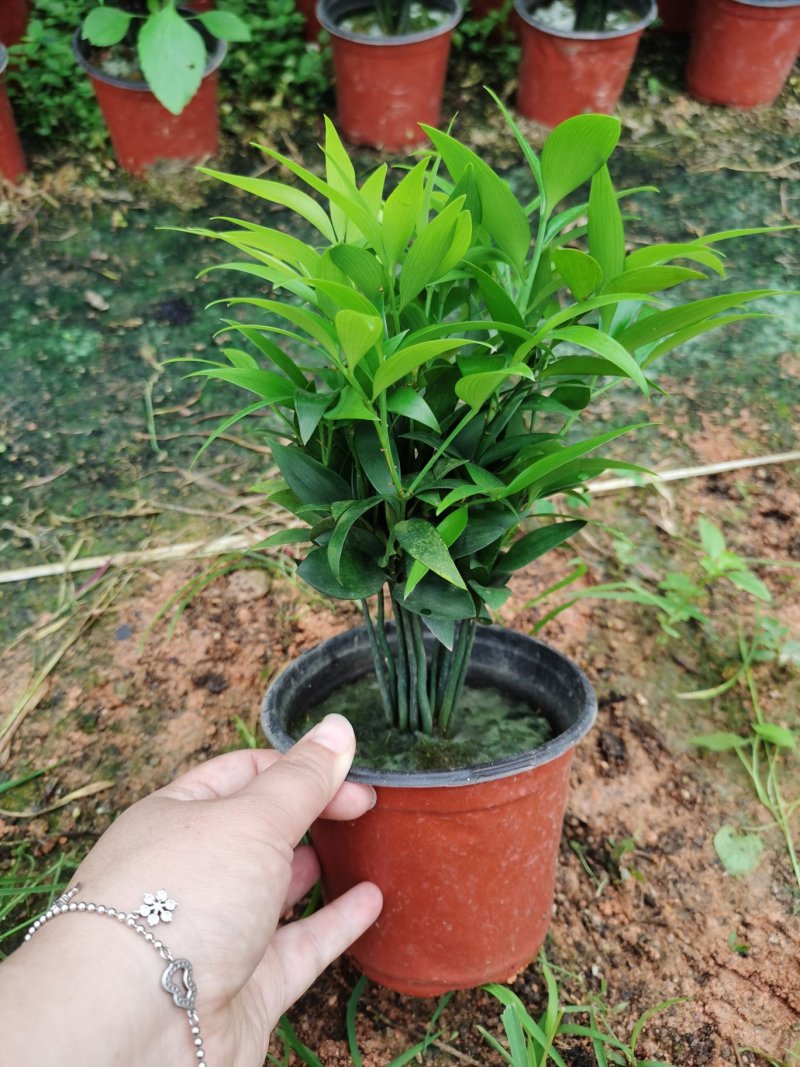竹柏盆栽室内客厅桌面四季青清香型植物净化空气吸甲醛驱蚊虫