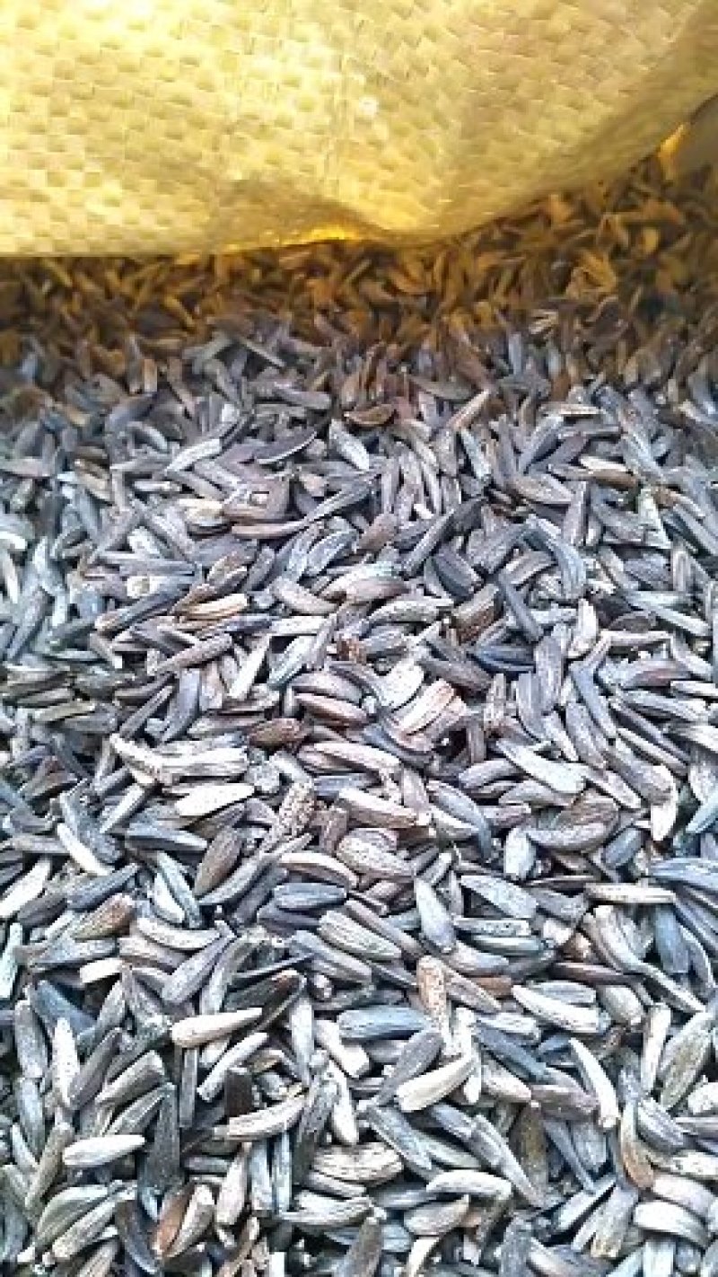 云南中药材产地大量现货开售木香种子种苗保证百分之80%以