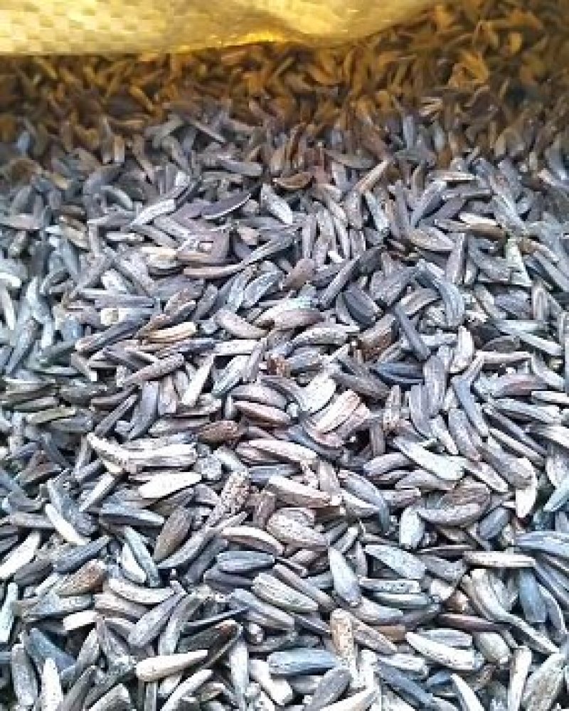 云南中药材产地大量现货开售木香种子种苗保证百分之80%以