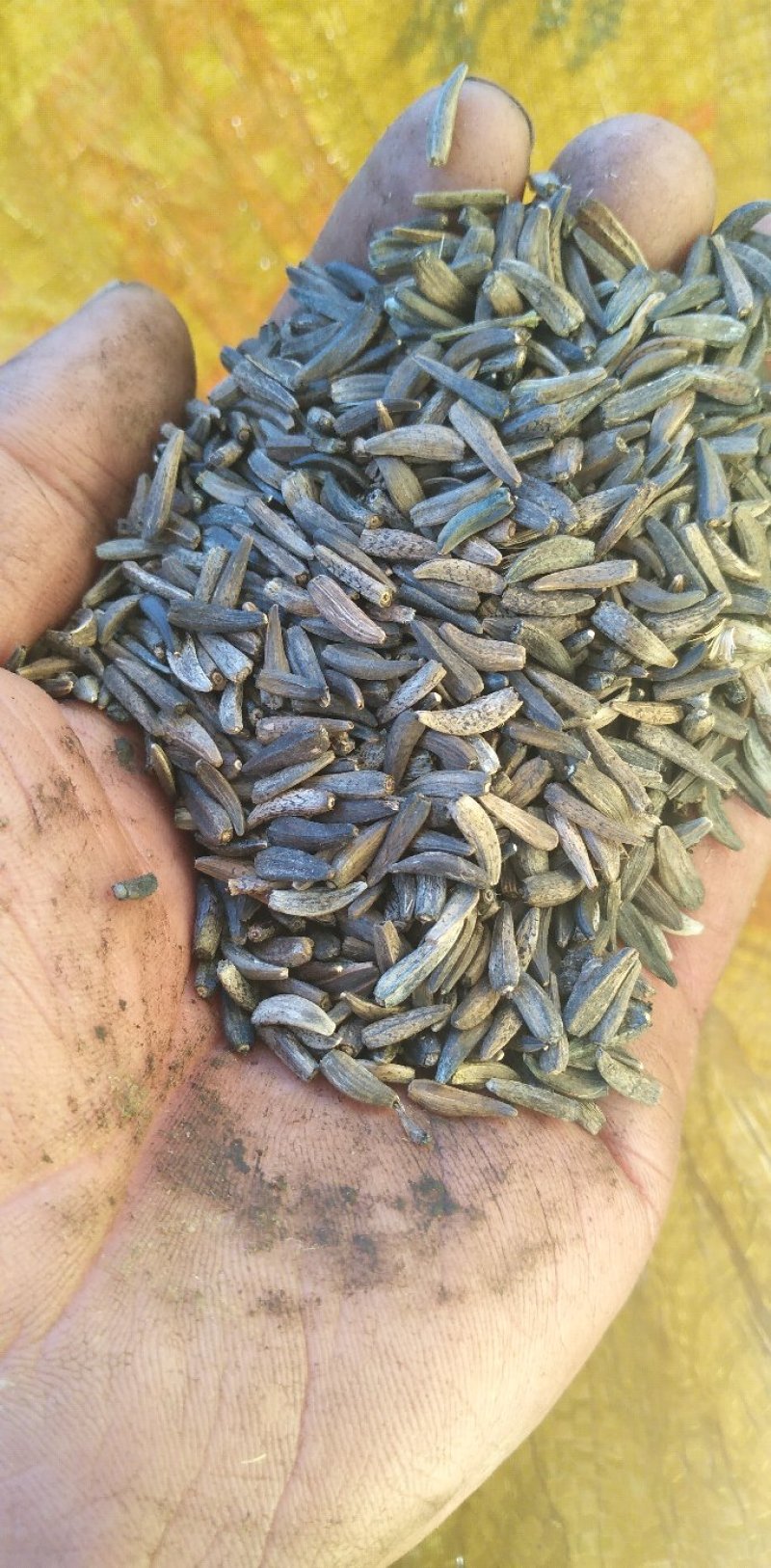 云南中药材产地大量现货开售木香种子种苗保证百分之80%以