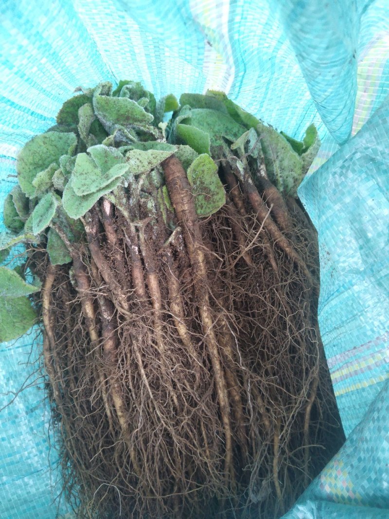 云南中药材产地大量现货开售木香种子种苗保证百分之80%以