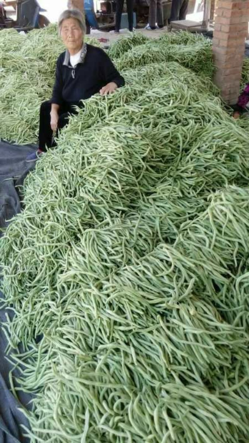 优质绿无丝豆角（俗称无筋豆），质优价廉！美美滴！！！