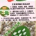 燕麦胚芽米边煮边发芽的神奇谷物燕麦胚芽米5斤装包邮