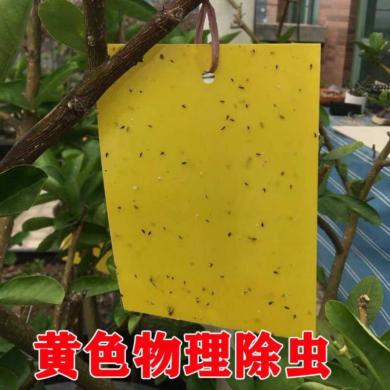 黄蓝一体粘虫黄板诱虫板双面蓝板果园大棚小飞虫茶园黏蓟马