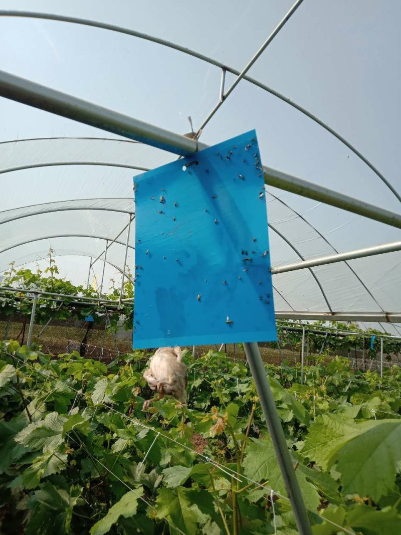 黄蓝一体粘虫黄板诱虫板双面蓝板果园大棚小飞虫茶园黏蓟马