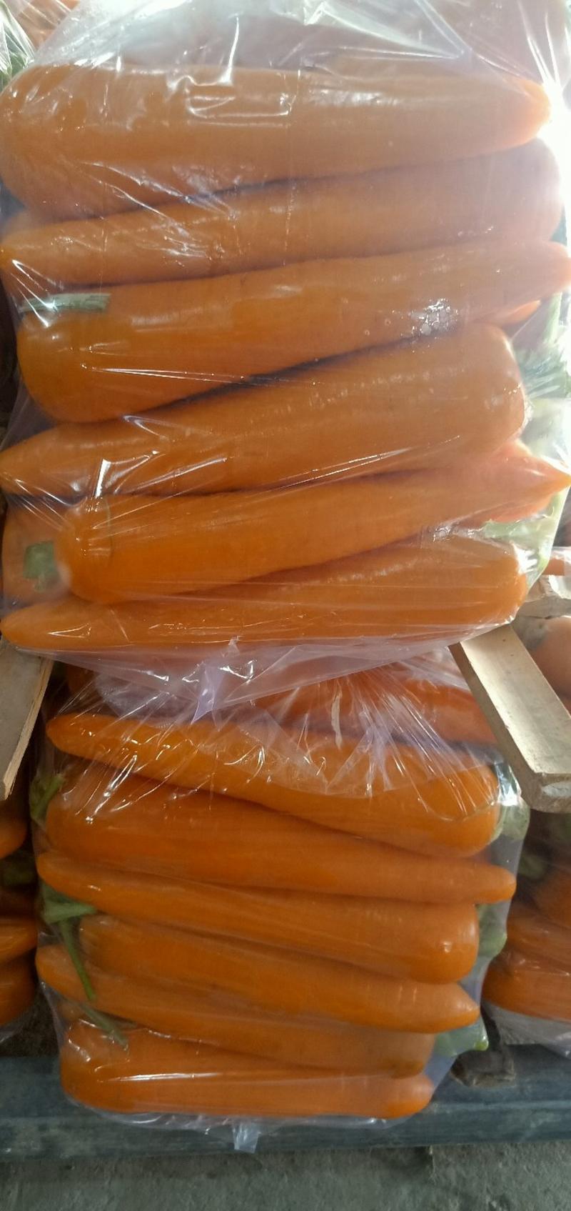 【胡萝卜】河南开封三红胡萝卜，大量上市，现货多多，欢迎咨询