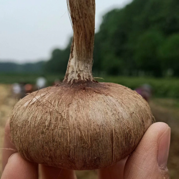 藏红花种球、基地直发、自产自发、量大从优