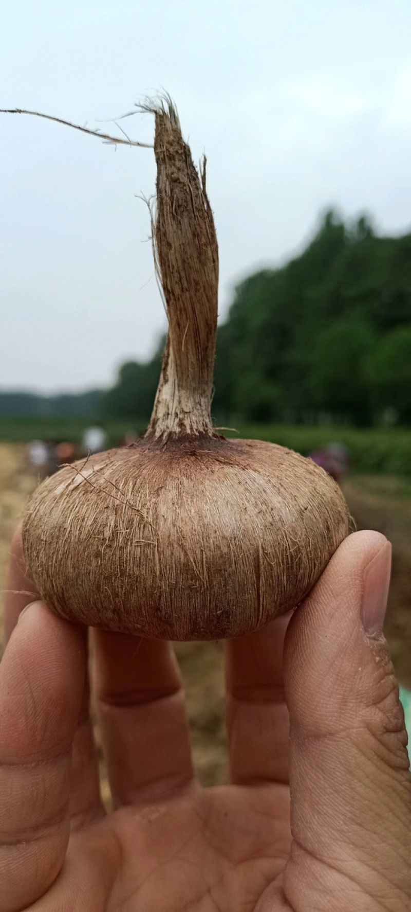 藏红花种球、基地直发、自产自发、量大从优