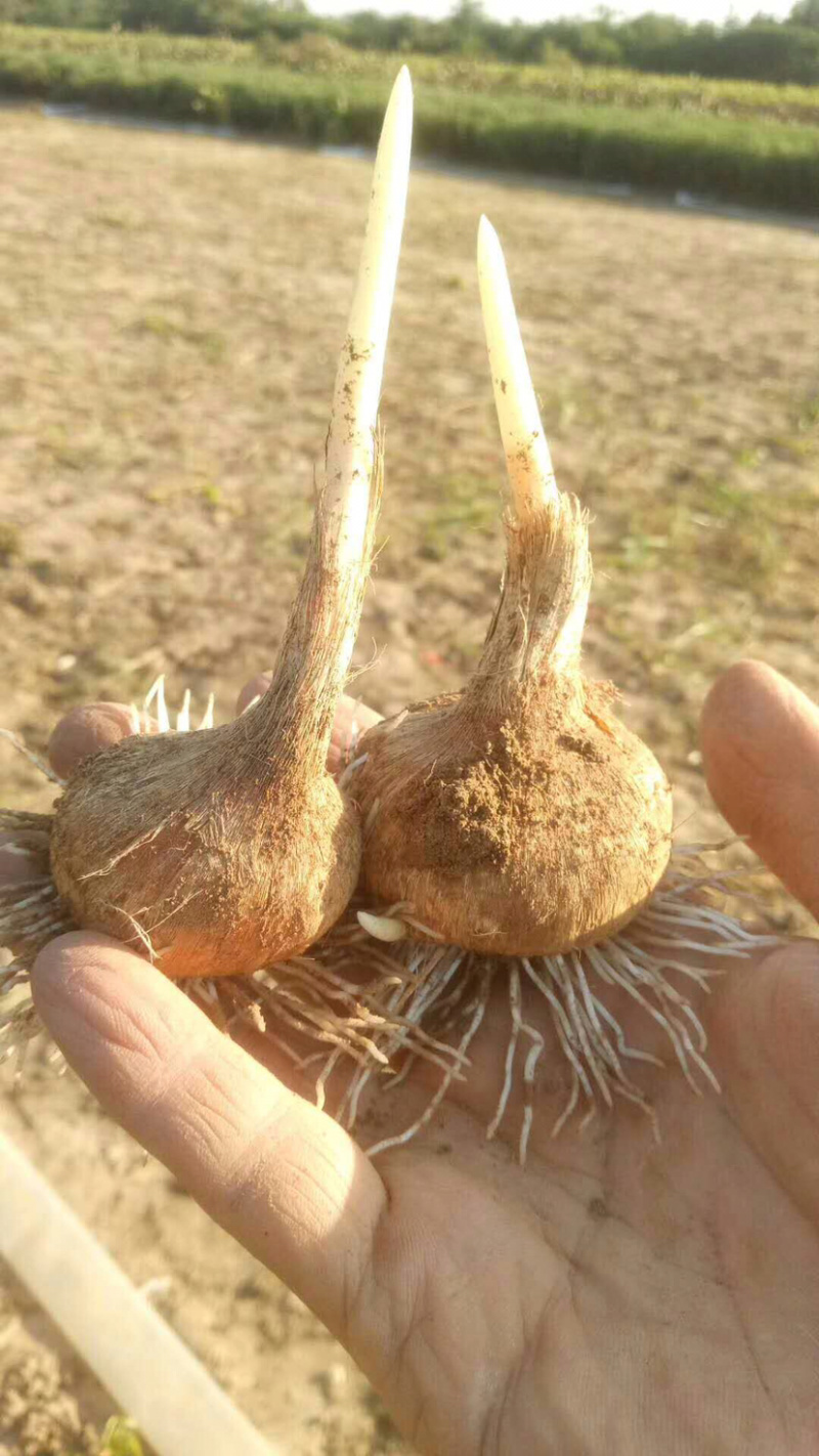 藏红花种球、基地直发、自产自发、量大从优