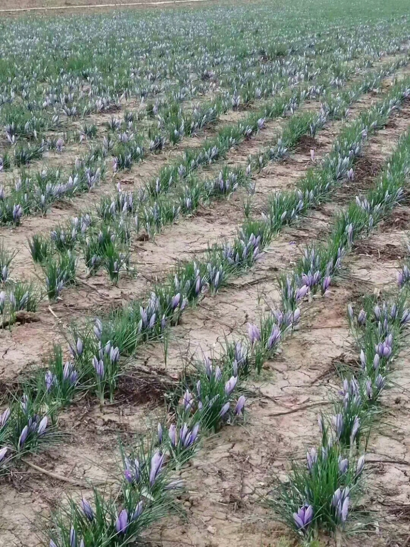 藏红花种球、基地直发、自产自发、量大从优