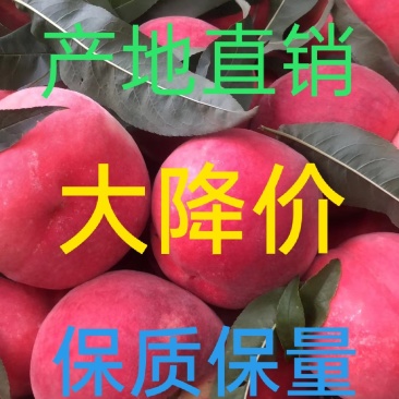 山东金秋红蜜毛桃大量供应口感脆甜个头大耐运输各地代发
