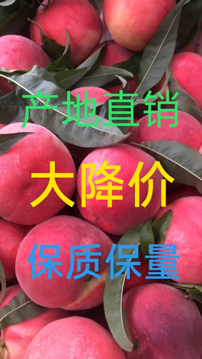 山东金秋红蜜毛桃大量供应口感脆甜个头大耐运输各地代发