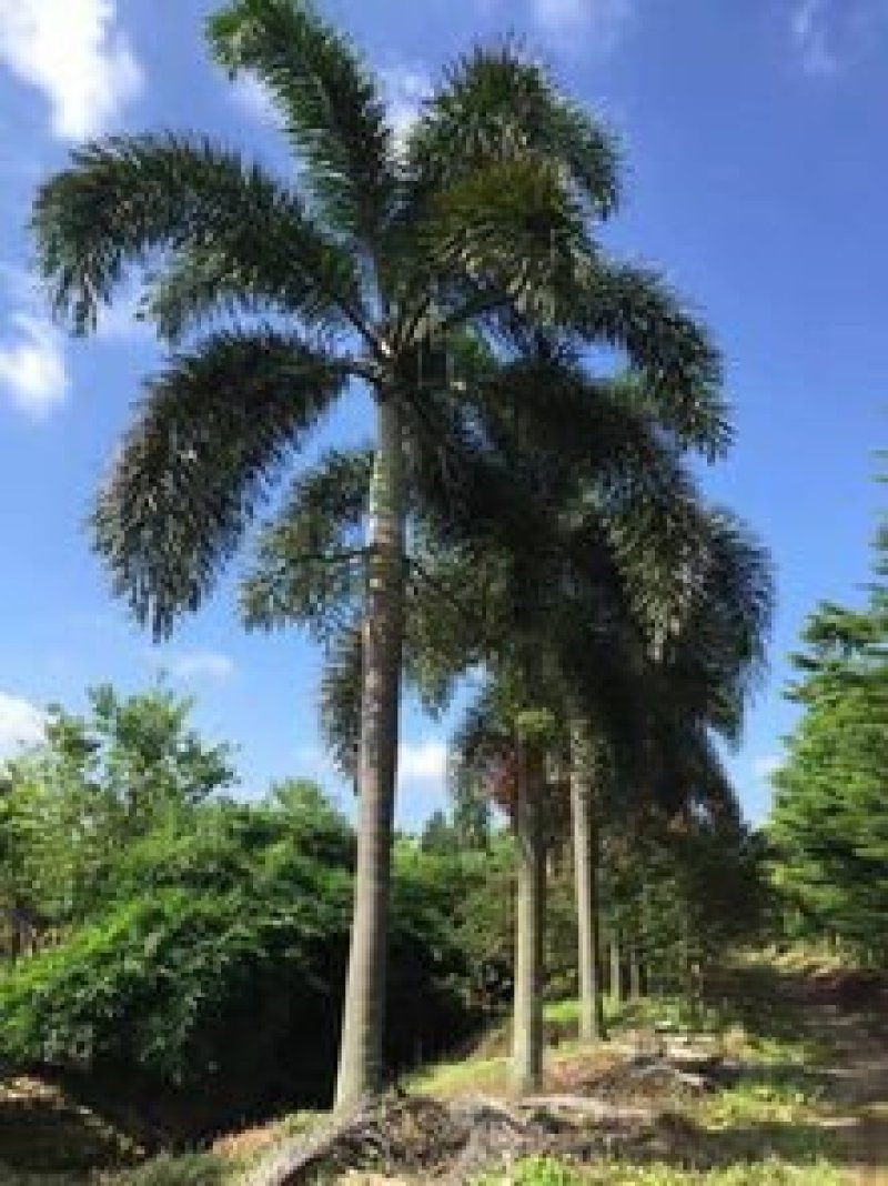狐尾椰子种子千丝菩提种子园林绿化植物可做装饰品
