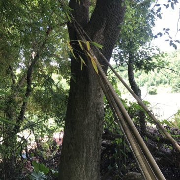 两棵55分香樟树