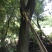 两棵55分香樟树
