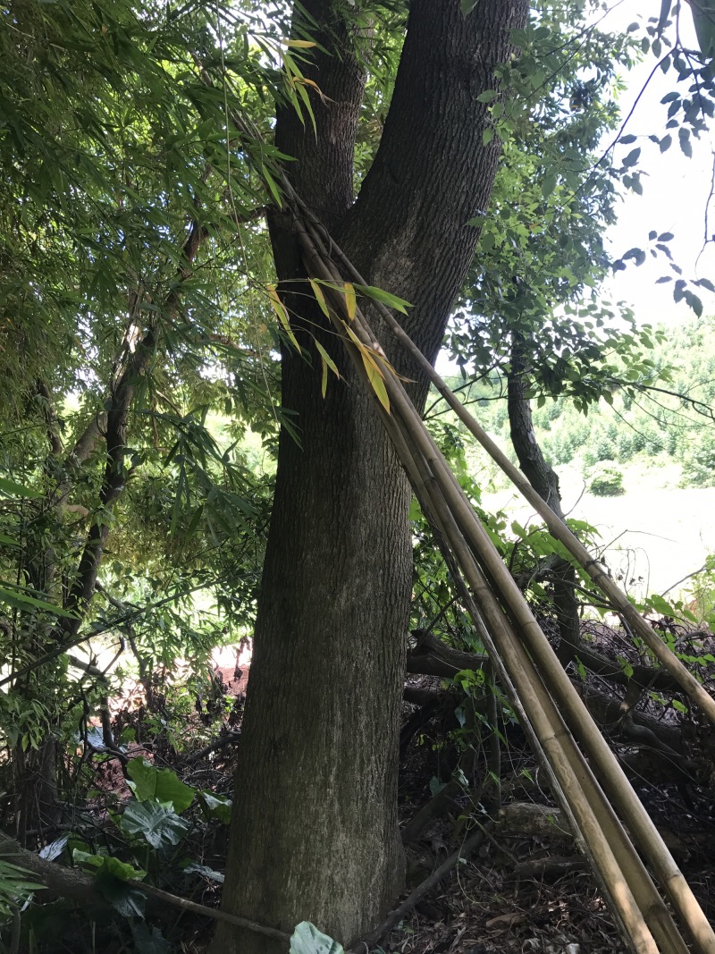 两棵55分香樟树