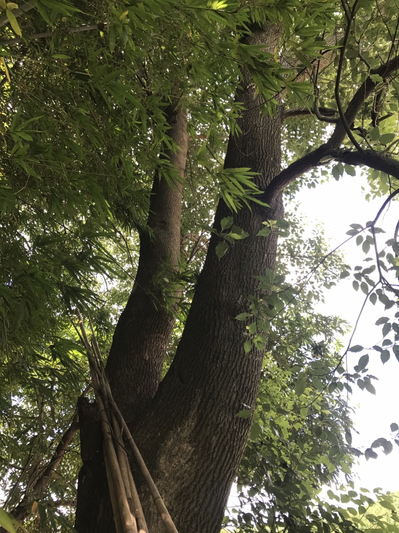 两棵55分香樟树