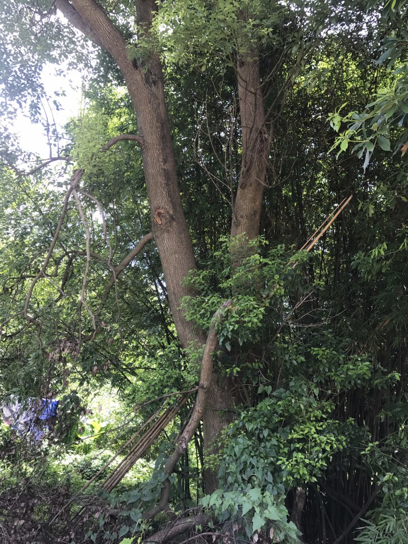两棵55分香樟树