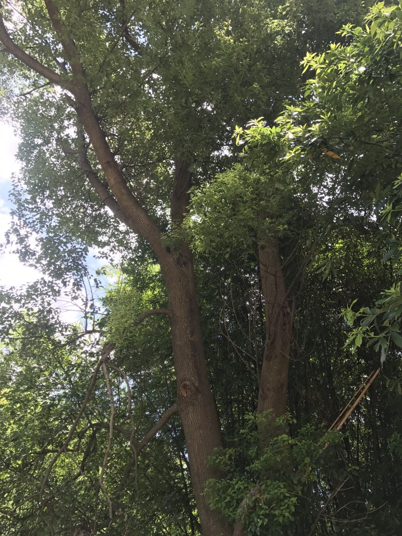 两棵55分香樟树