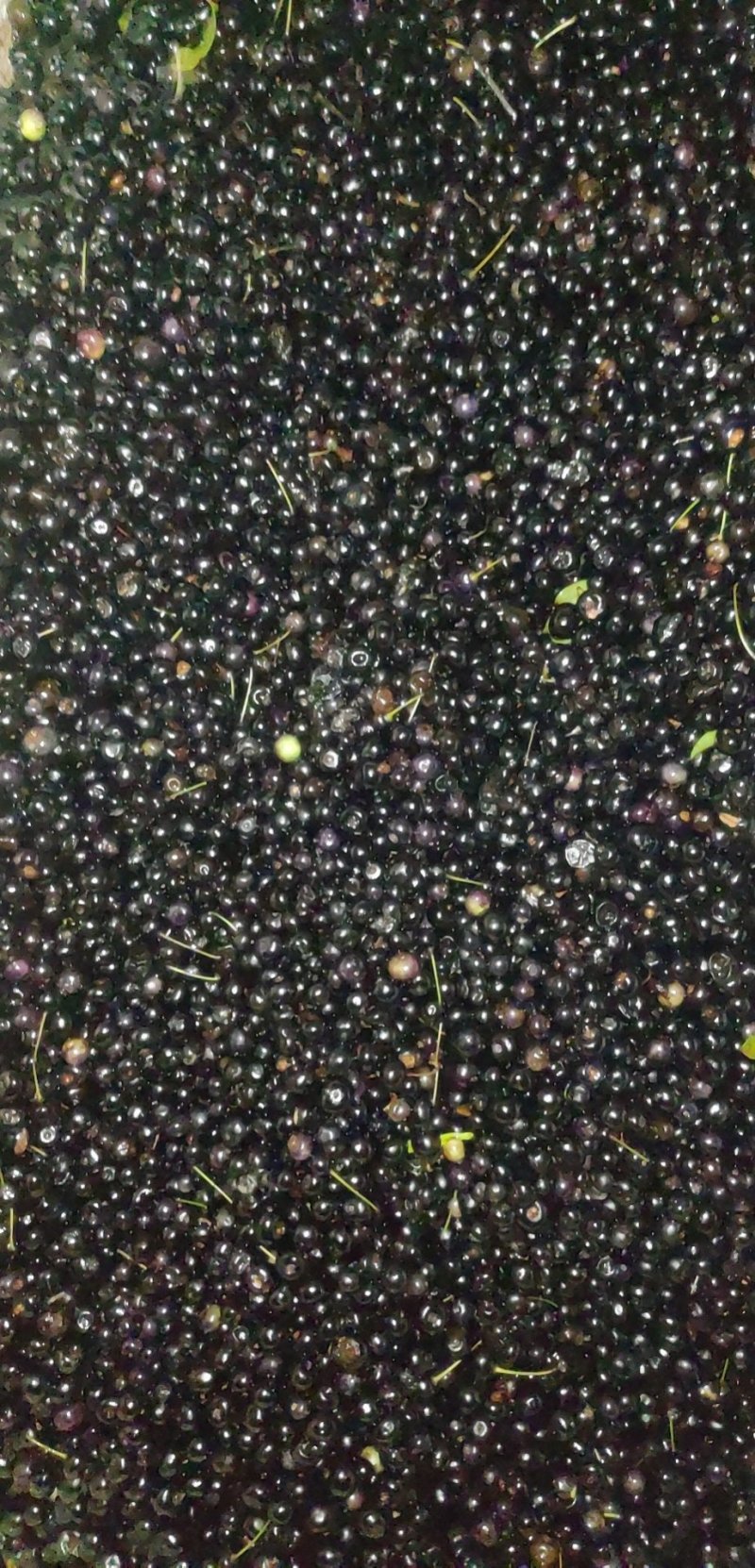 岗梅种子，现正在上新5月20至6月20