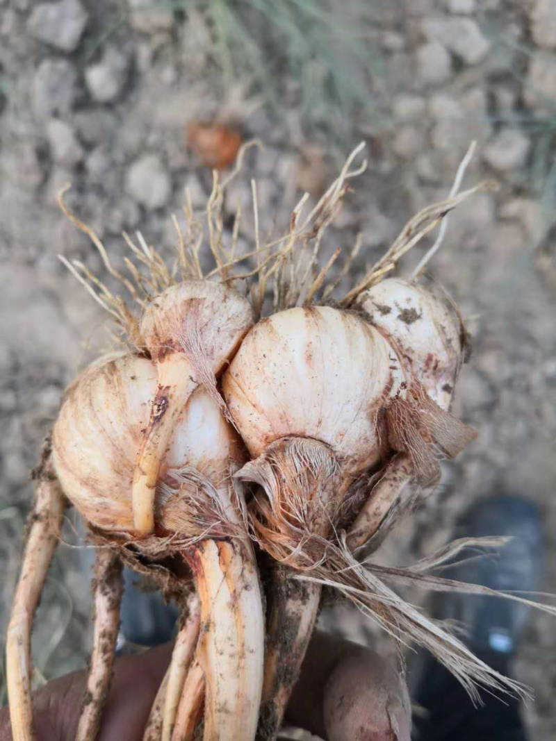 藏红花种球、基地直发、自产自发、量大从优