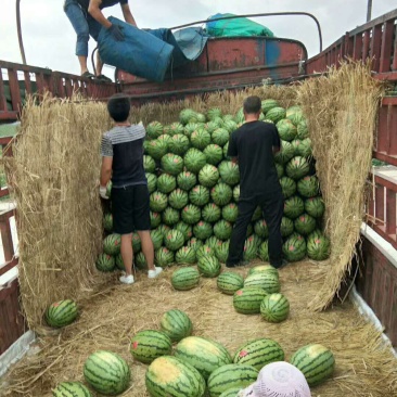 【精品推荐】甘肃西瓜头茬金花一号西瓜产地直销代发