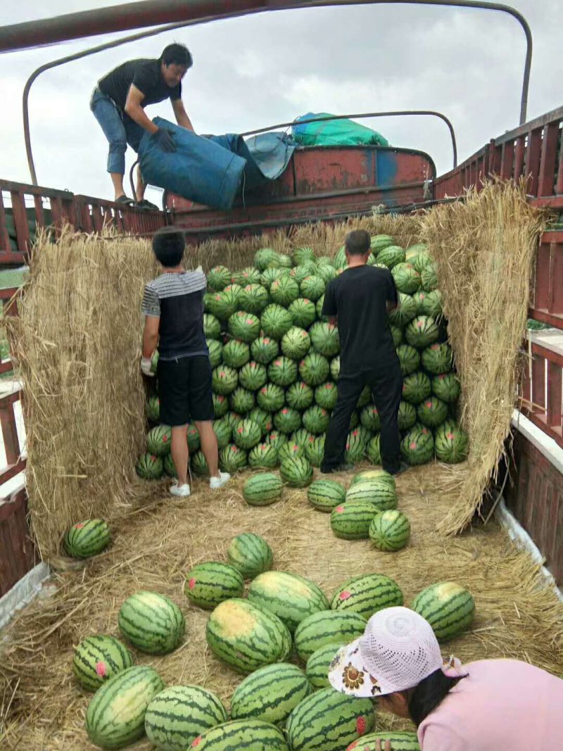 【精品推荐】甘肃西瓜头茬金花一号西瓜产地直销代发