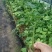 百香果苗紫香百香果台农百香果根须发达