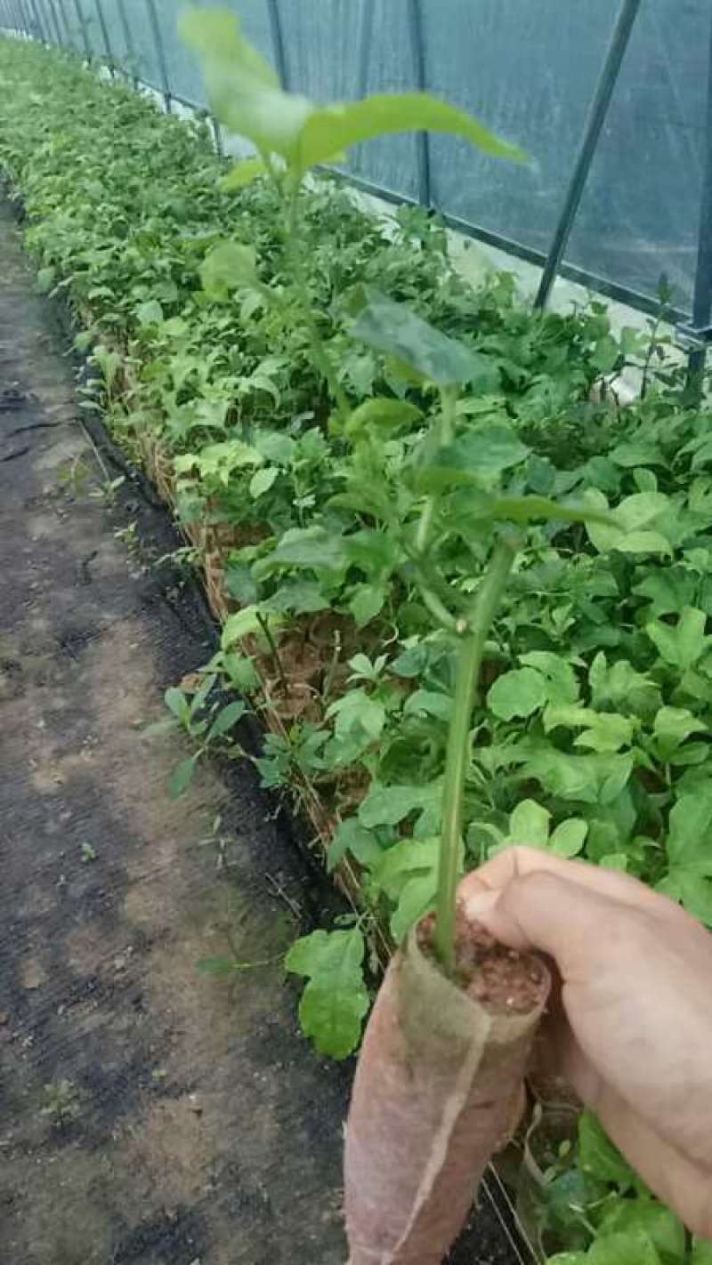 百香果苗紫香百香果台农百香果根须发达