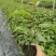 百香果苗紫香百香果台农百香果根须发达
