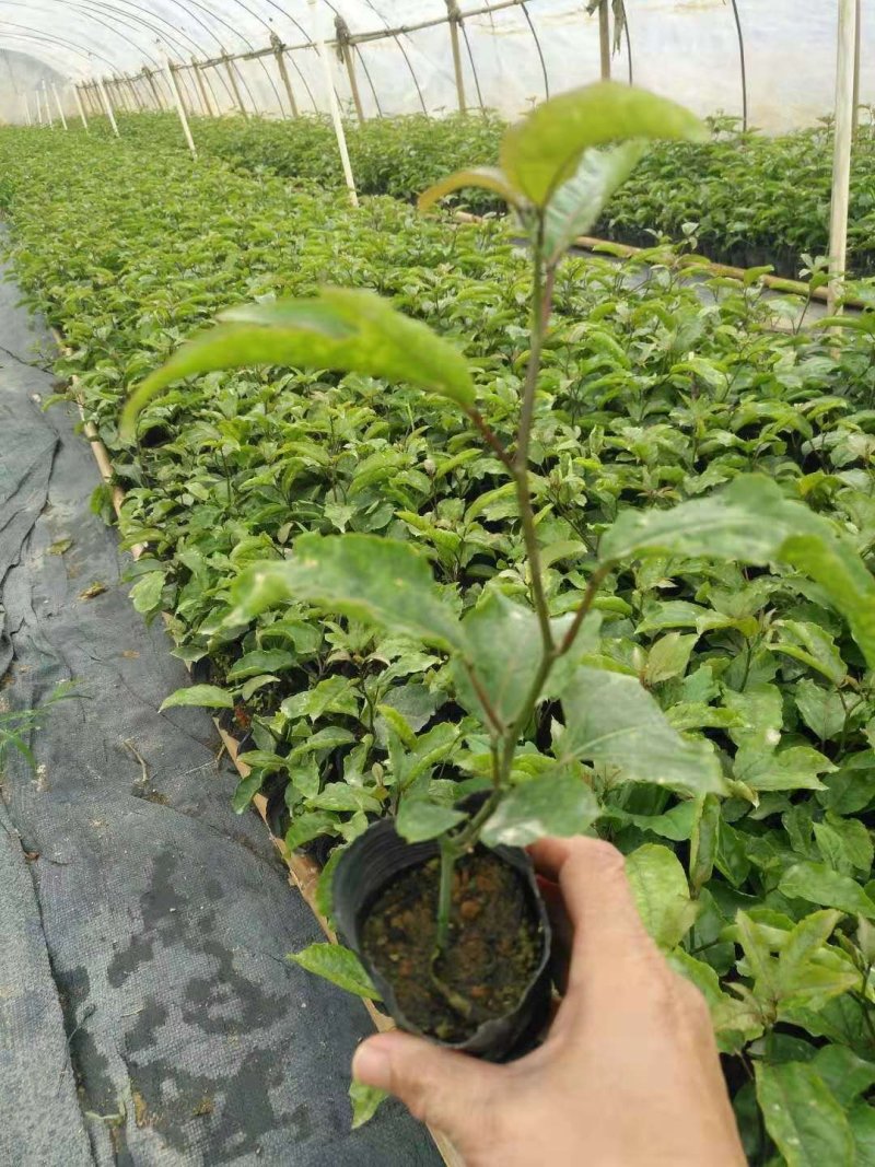 百香果苗紫香百香果台农百香果根须发达