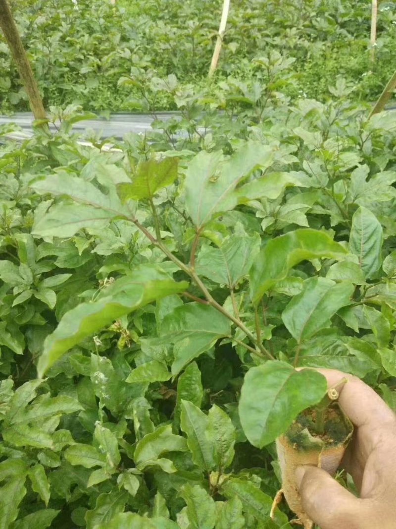 百香果苗紫香百香果台农百香果根须发达