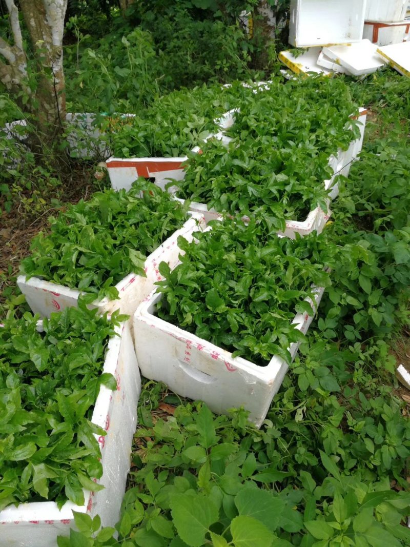 百香果苗紫香百香果台农百香果根须发达