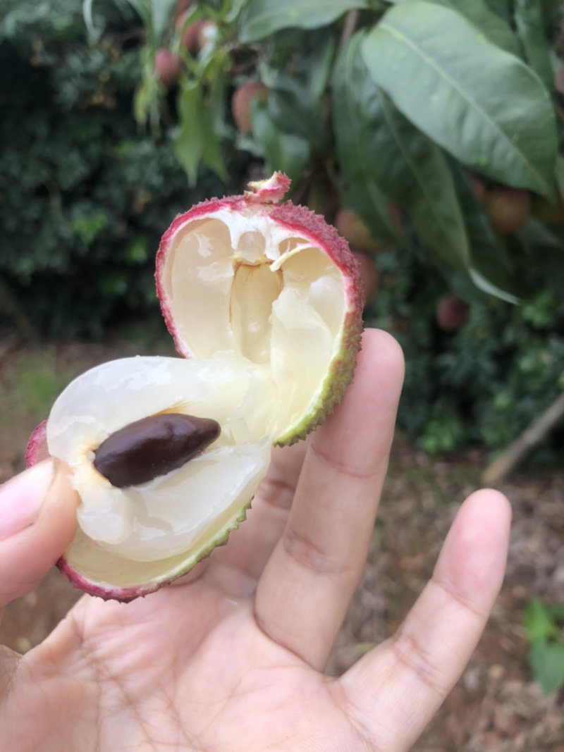 福建荔枝产地源头货妃子笑黑叶乌叶兰竹zhu