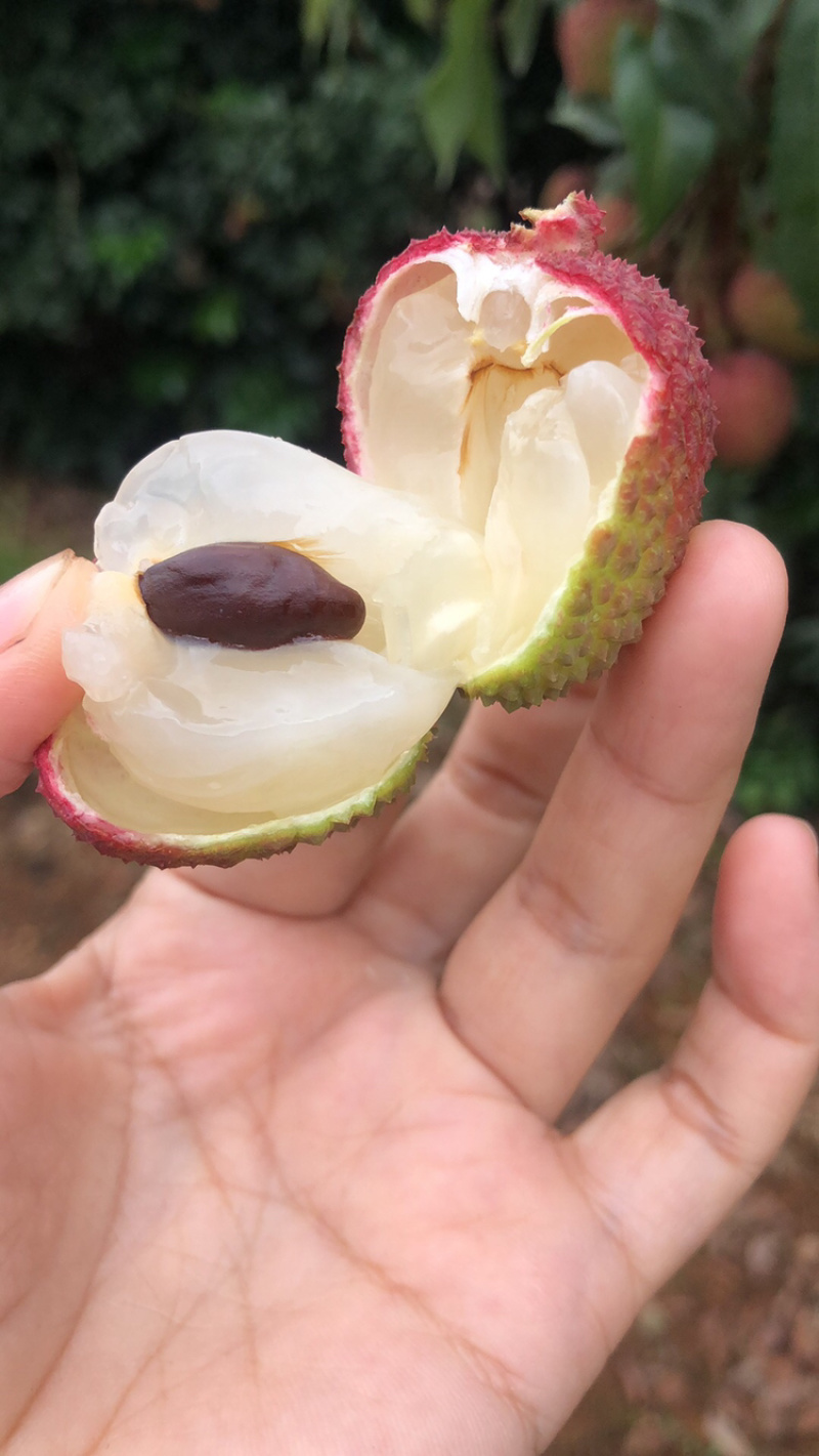 福建荔枝产地源头货妃子笑黑叶乌叶兰竹zhu