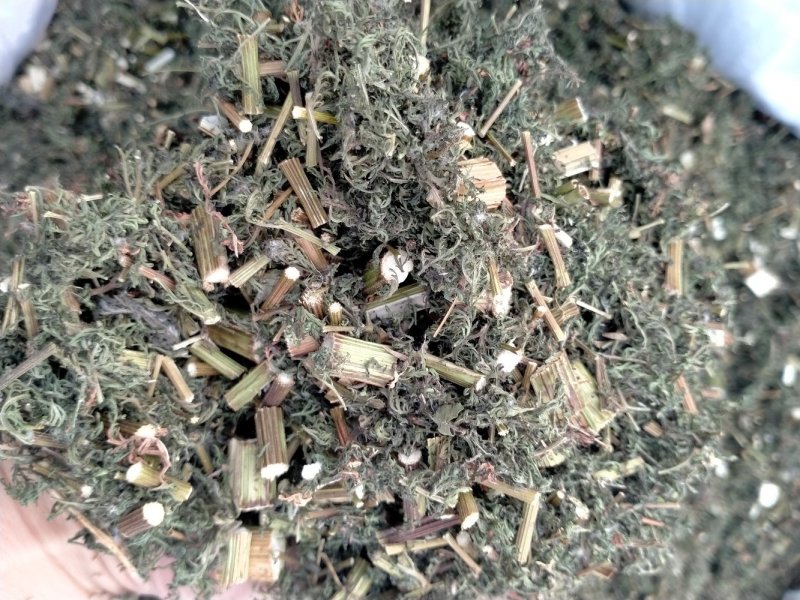 青蒿！颜色好！含量高！一手货源产地直销价格优