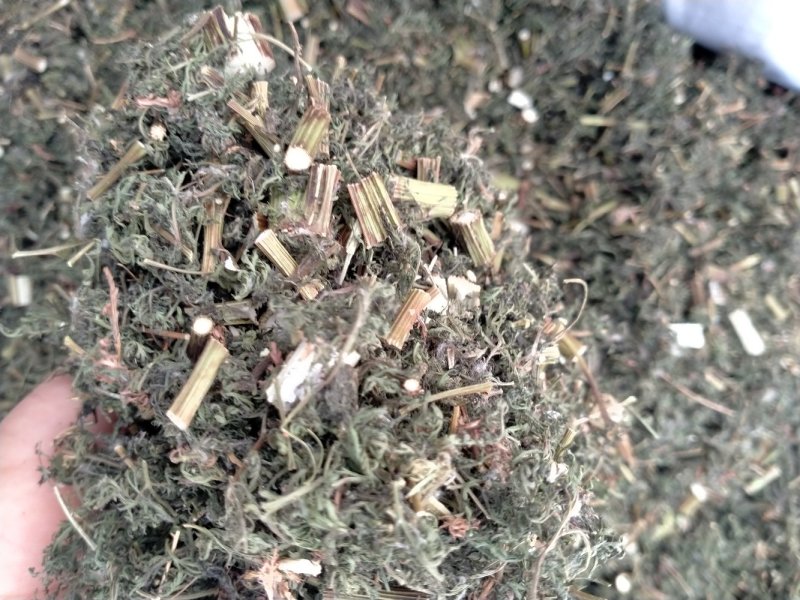 青蒿！颜色好！含量高！一手货源产地直销价格优