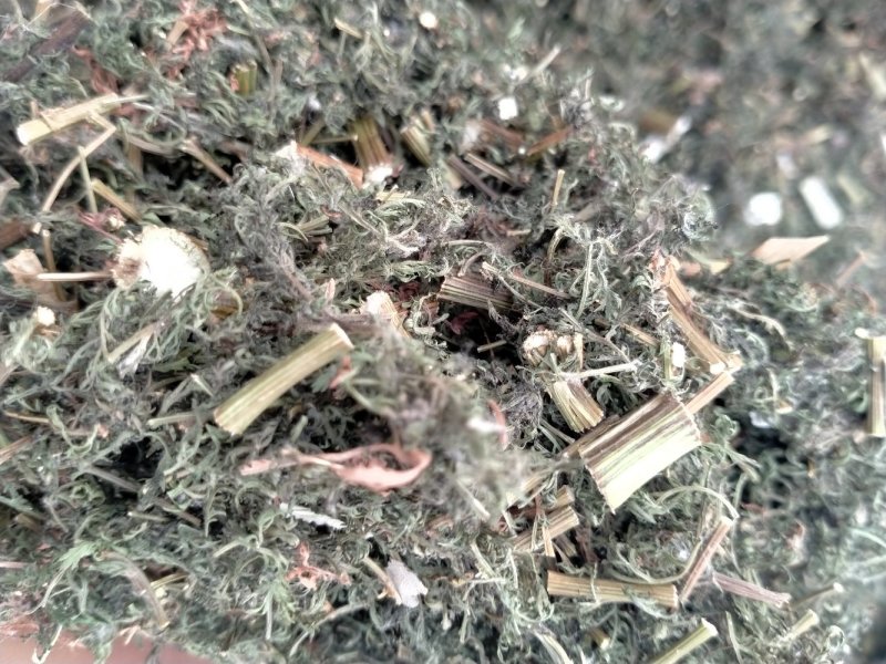 青蒿！颜色好！含量高！一手货源产地直销价格优