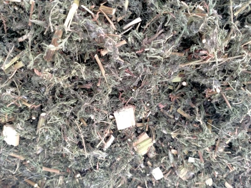 青蒿！颜色好！含量高！一手货源产地直销价格优