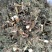 青蒿！颜色好！含量高！一手货源产地直销价格优