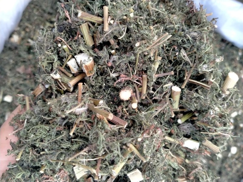 青蒿！颜色好！含量高！一手货源产地直销价格优