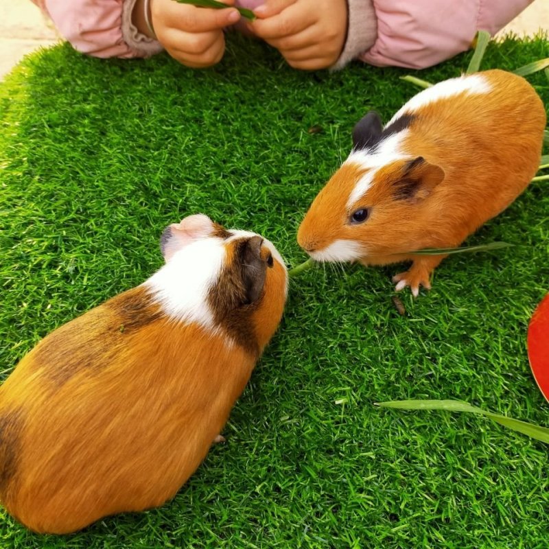 荷兰猪活体成年荷兰鼠荷兰兔豚鼠饲料黑豚天竺鼠豚鼠幼仔