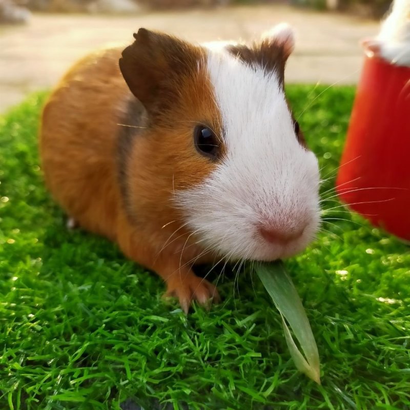 荷兰猪活体成年荷兰鼠荷兰兔豚鼠饲料黑豚天竺鼠豚鼠幼仔